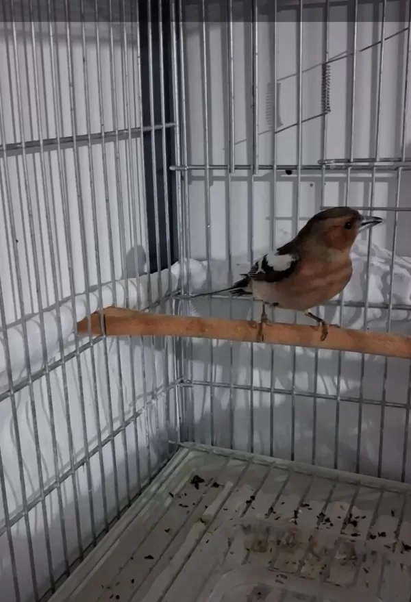 Bayaği İspinoz Erkek Öter