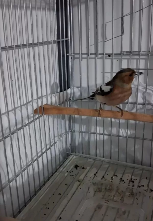 Bayaği İspinoz Erkek Öter