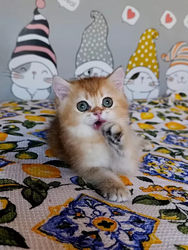 Kız Güzeli Bir Erkek British Shorthair