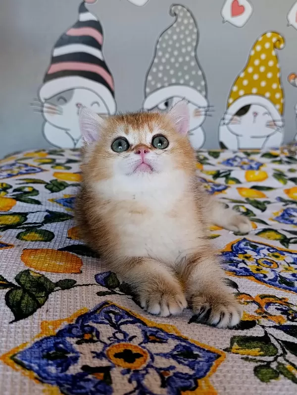 Kız Güzeli Bir Erkek British Shorthair