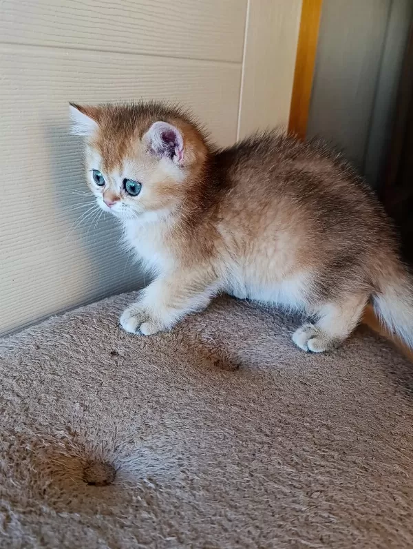 Kız Güzeli Bir Erkek British Shorthair