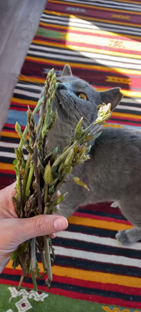 2.5 Yaşında British Shorthair