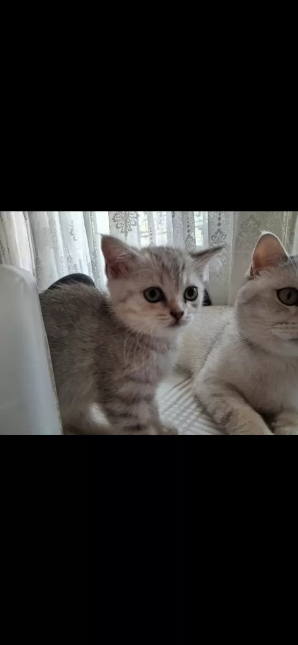 Mükemmel Tüy Yapısı Kedimiz