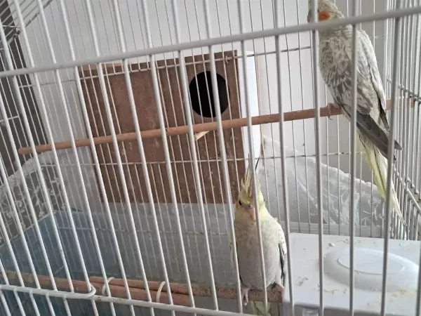 4 Aylık Mükemmel Renk Pearl Sultan Papağanı Yavrular