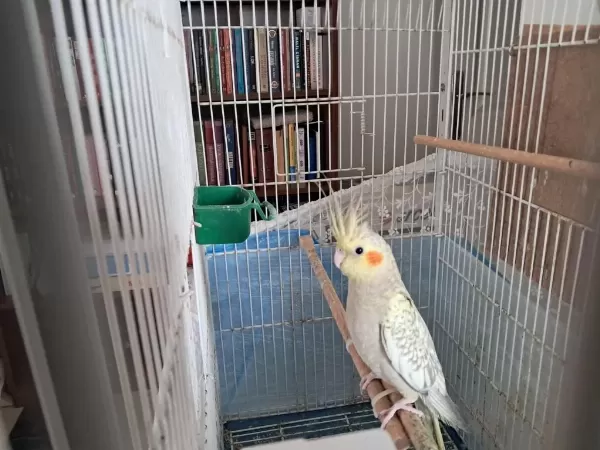 4 Aylık Mükemmel Renk Pearl Sultan Papağanı Yavrular