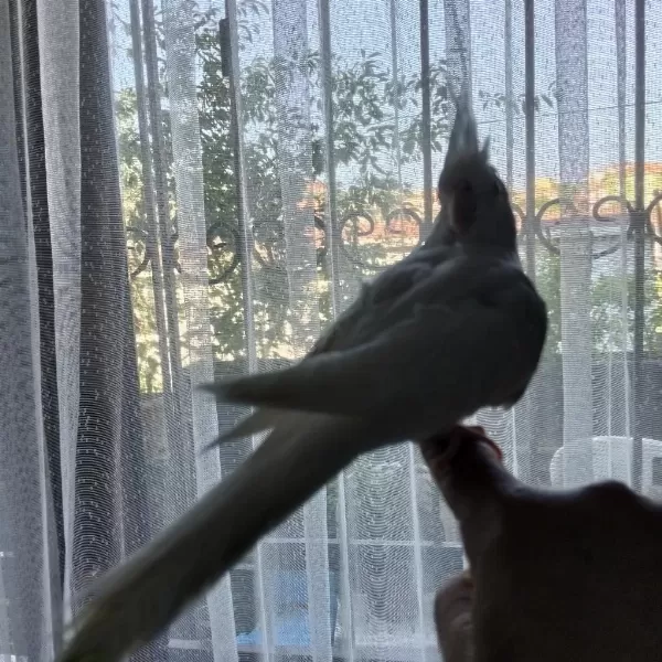 4 5 Aylık Sultan Papağanlar Ele Alışık