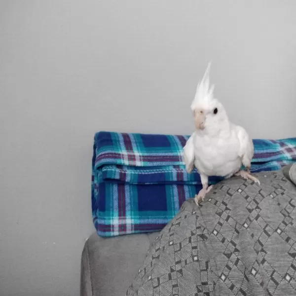 4 5 Aylık Sultan Papağanlar Ele Alışık