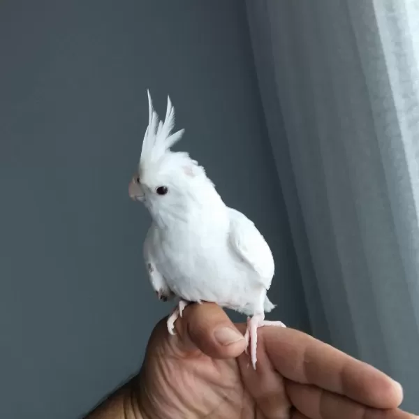 4 5 Aylık Sultan Papağanlar Ele Alışık