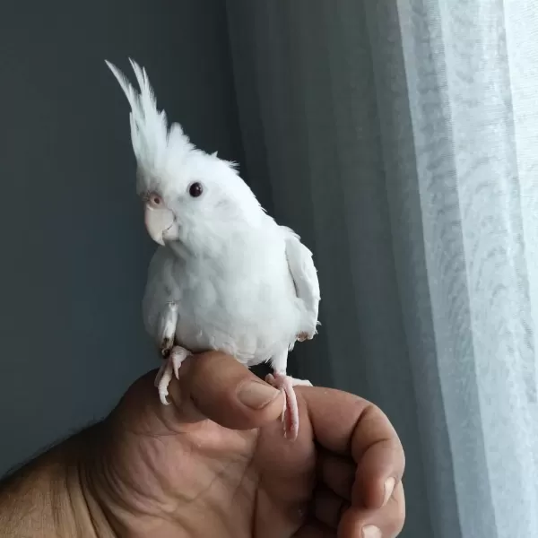 4 5 Aylık Sultan Papağanlar Ele Alışık
