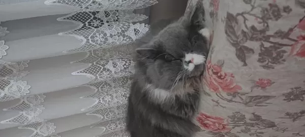 5 Yaşındaki Chinchilla Oğluma Sıcak Bir Yuva