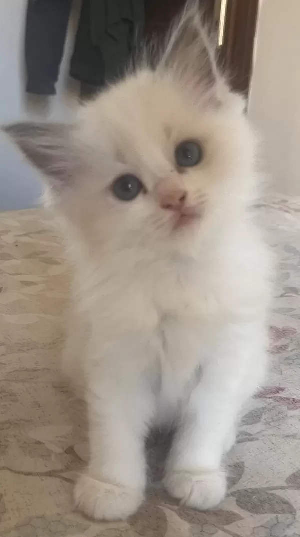 Safkan Ragdoll Yavrular