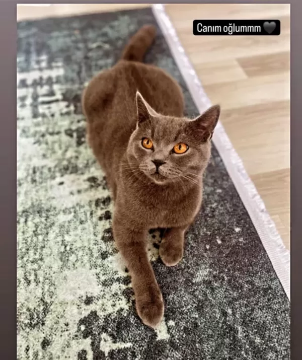 British Shorthair Kedim