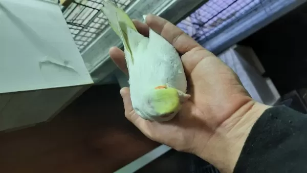 Yeni Yeme Düşmüş Sultan Papağanı Yavrular