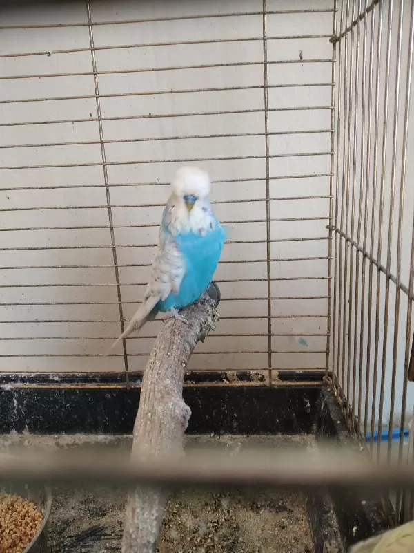 Yavru Yapan Jumbo Muhabbet Kuşlar