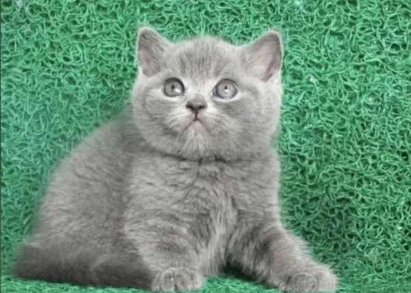 Erkek British Shorthair