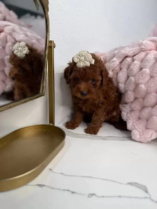 Aşili Karneli Toy Poodle Yavrularimiz
