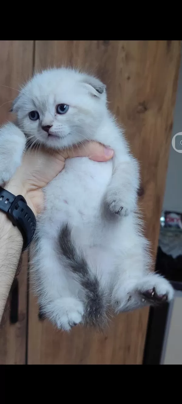 Scottish Fold Kedisi