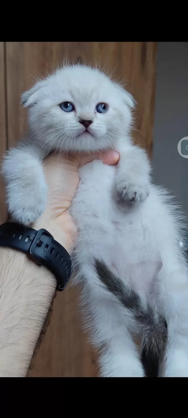 Scottish Fold Kedisi