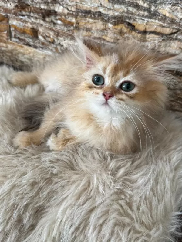 British Longhair Kedisi