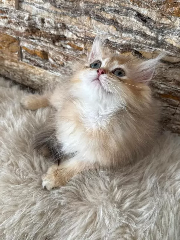 British Longhair Kedisi