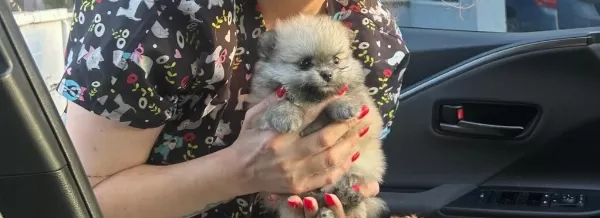 Kendi Köpeklerimin Pomeranian Yavruları