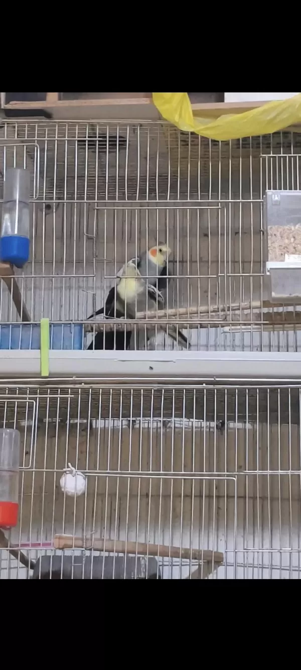 Sultan Papağanı Eş Garanti