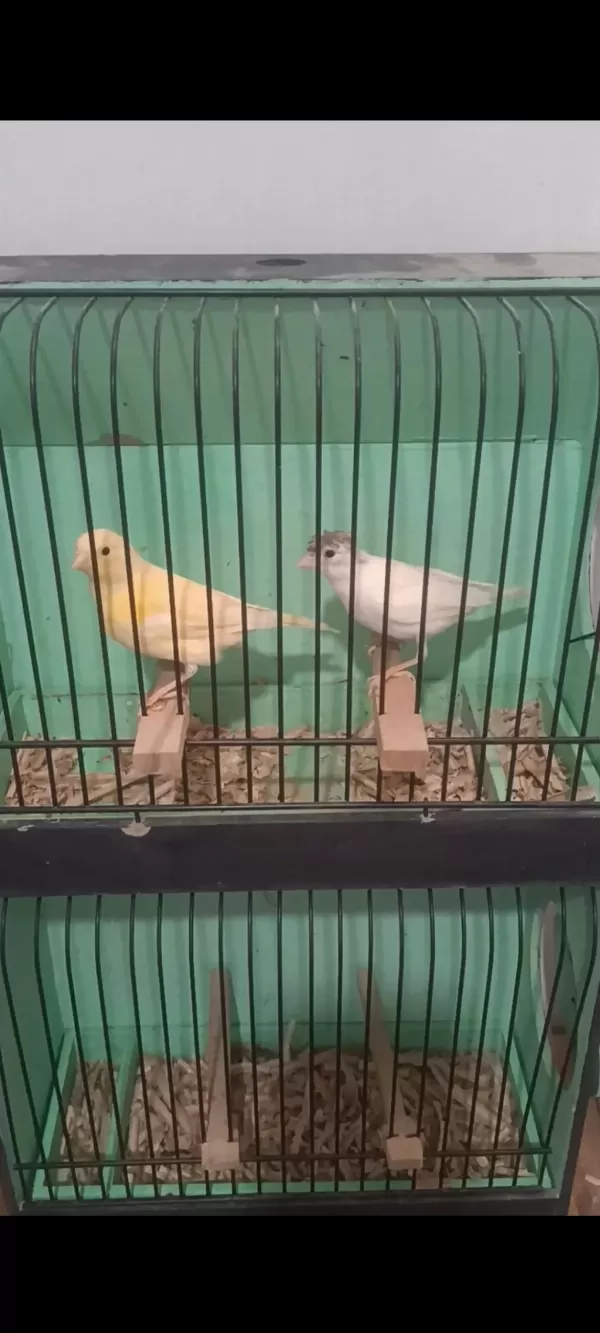 Sağlıklı Renkli Kanaryalar