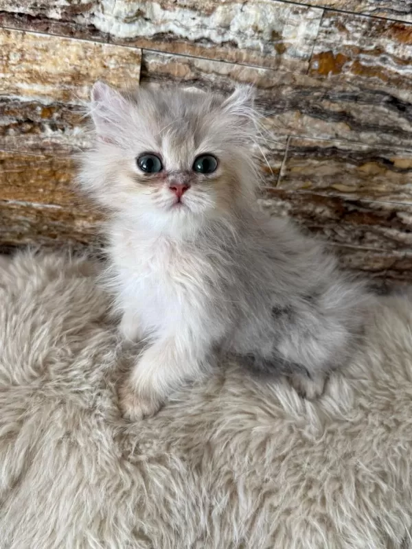 British Longhair Kedimiz