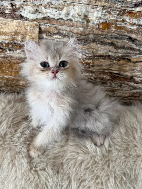 British Longhair Kedimiz