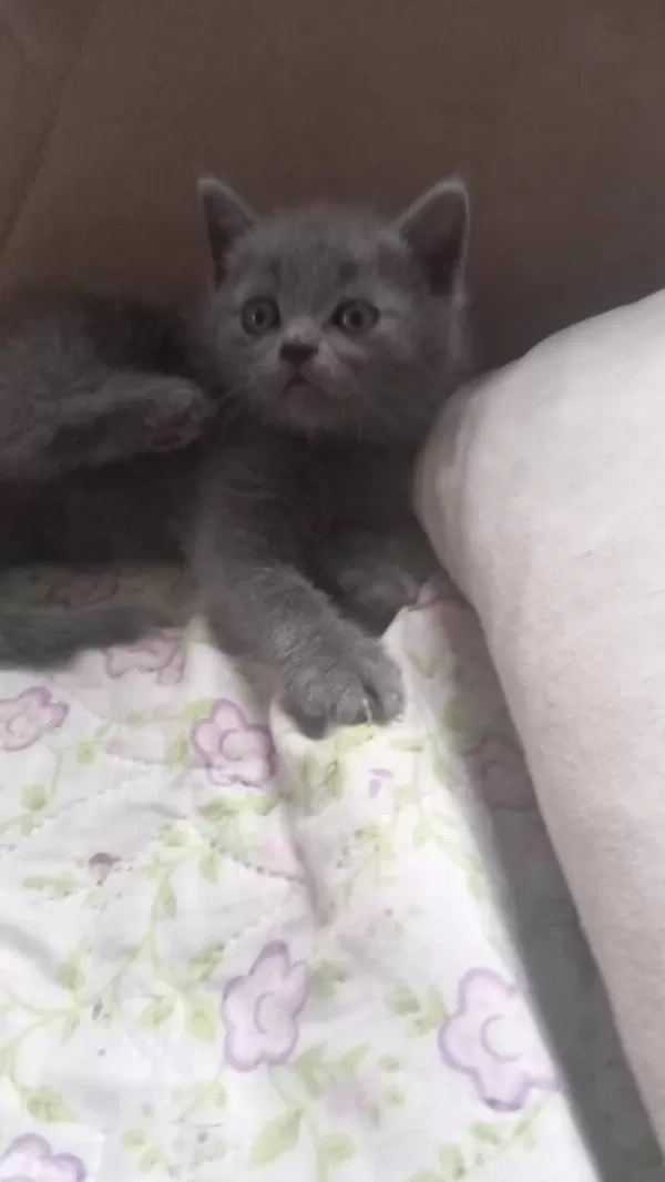 Scottish Fold Ve British Yavrular