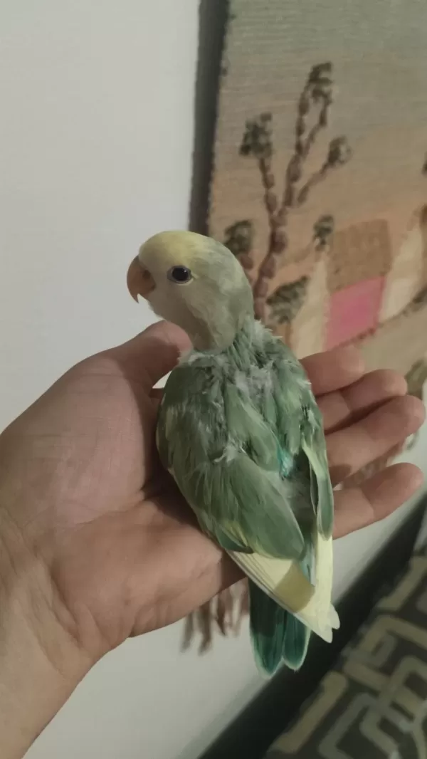 Acil Sevda Papağanları