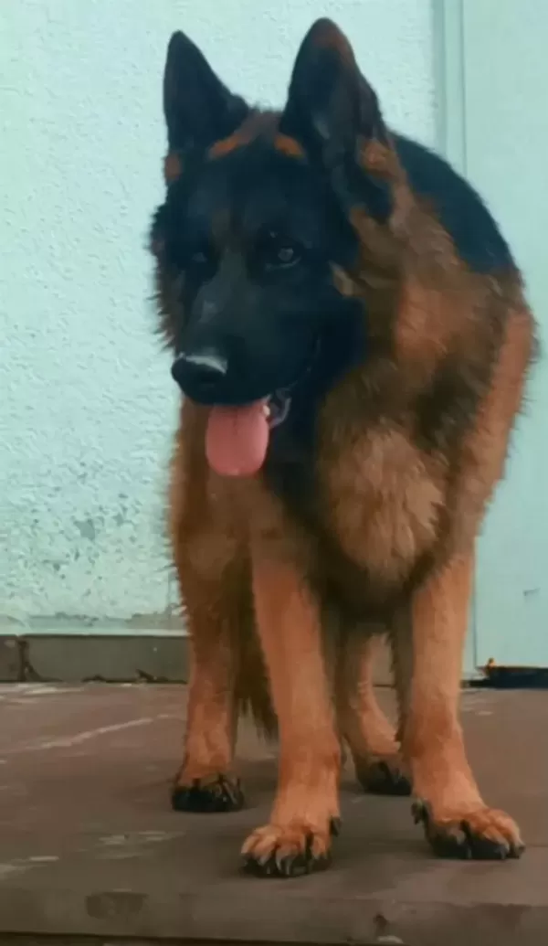Safkan Genç Erkek Alman Çoban Köpeği