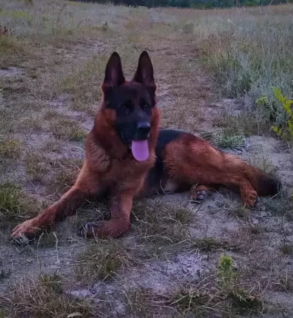 Safkan Genç Erkek Alman Çoban Köpeği