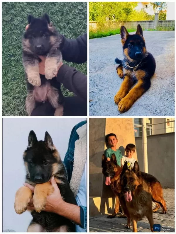 Safkan Genç Erkek Alman Çoban Köpeği