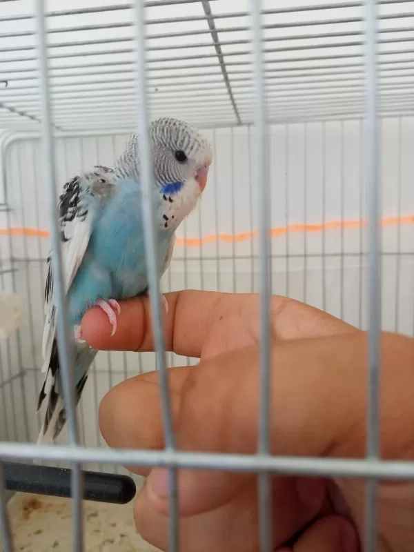 Jumbo Yavru Muhabbet Kuşu
