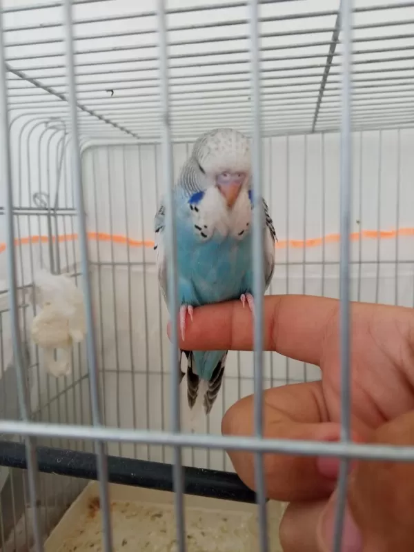 Jumbo Yavru Muhabbet Kuşu