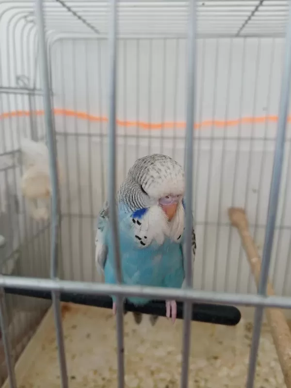 Jumbo Yavru Muhabbet Kuşu