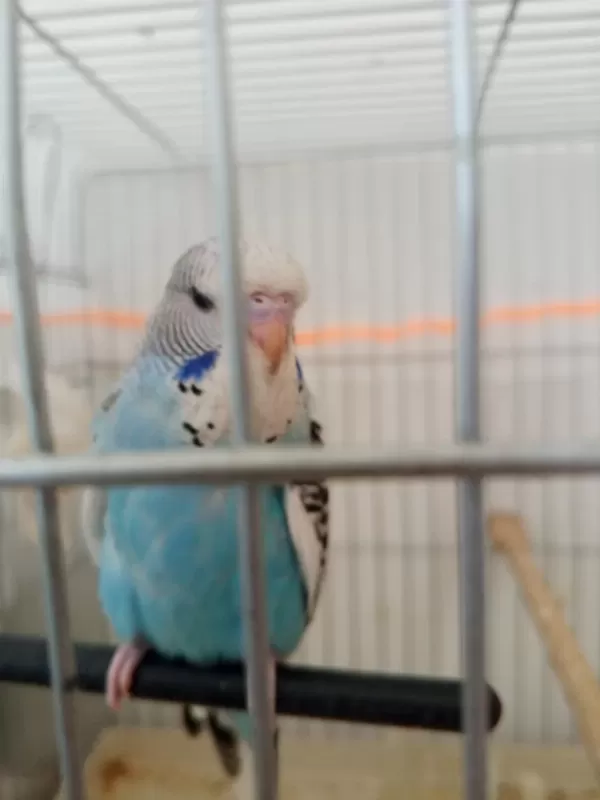 Jumbo Yavru Muhabbet Kuşu
