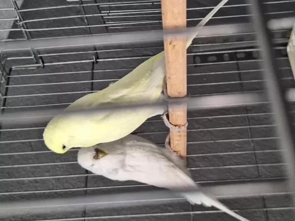 Show Jumbo Muhabbet Kuşu Takımlar