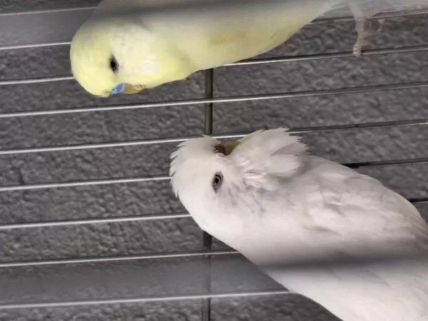 Show Jumbo Muhabbet Kuşu Takımlar