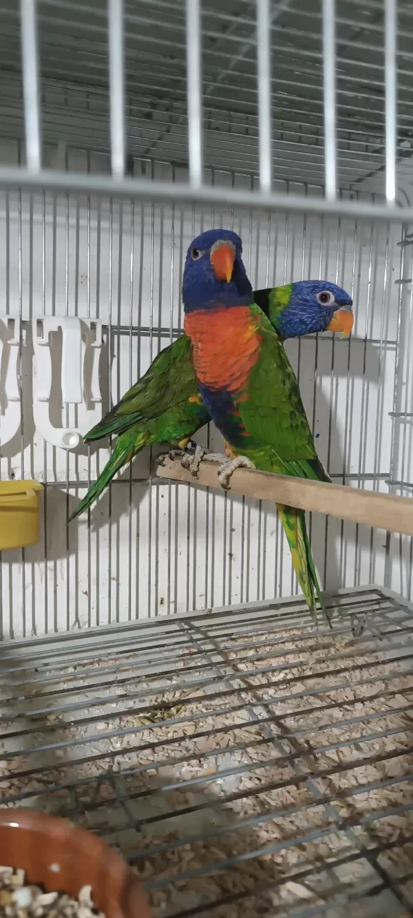 Sağlıklı Lori Papağanı Erkek