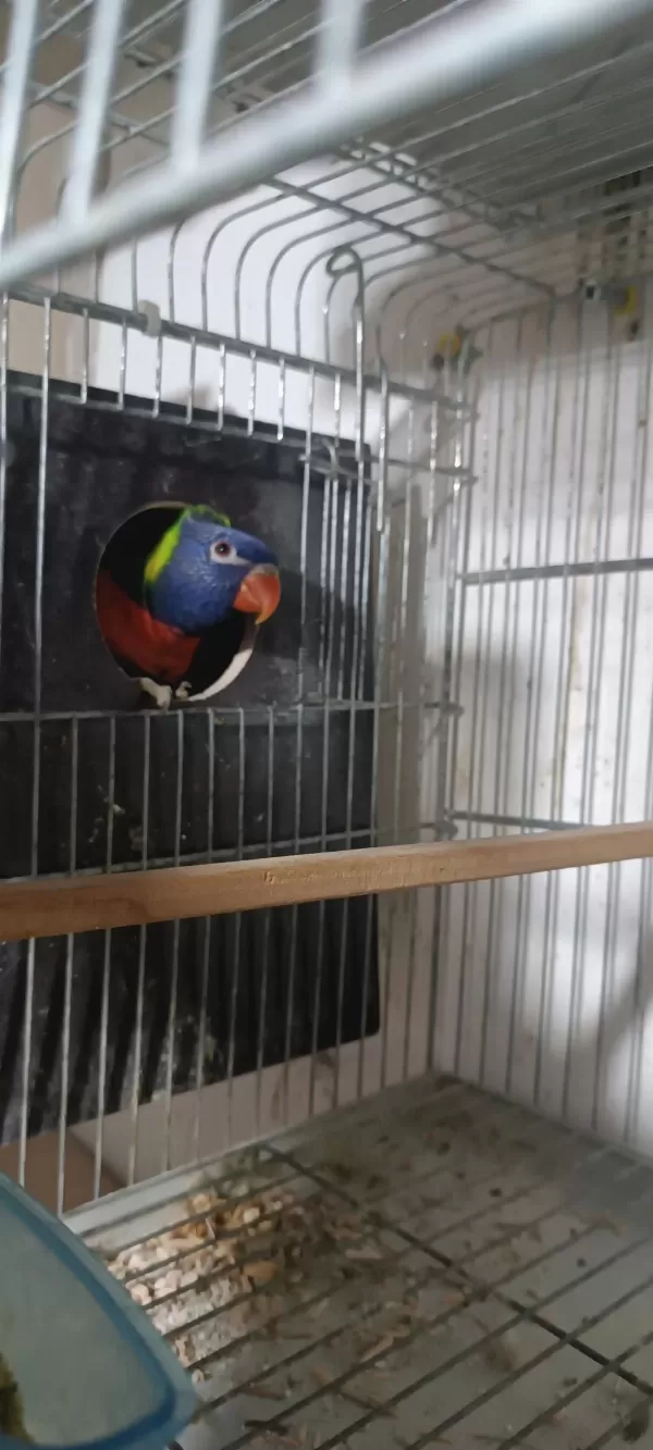 Sağlıklı Lori Papağanı Erkek