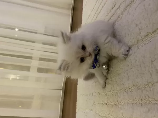 British Longhair Erkek Lynx Point