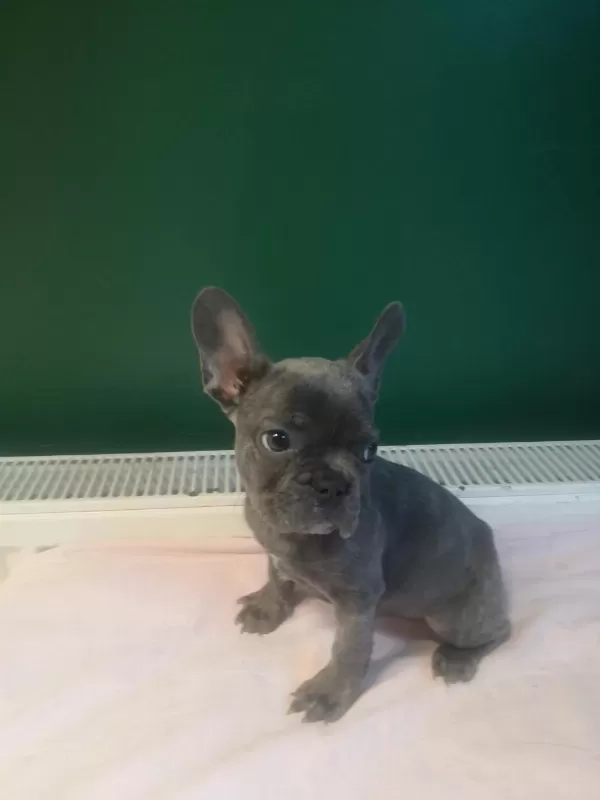 Anatomi Harikası Blue French Bulldog Yavrularımız