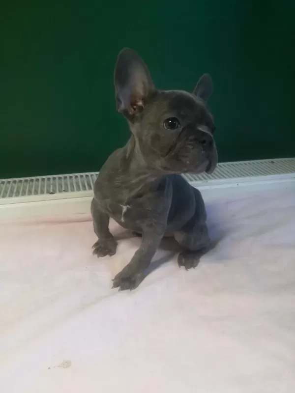 Anatomi Harikası Blue French Bulldog Yavrularımız
