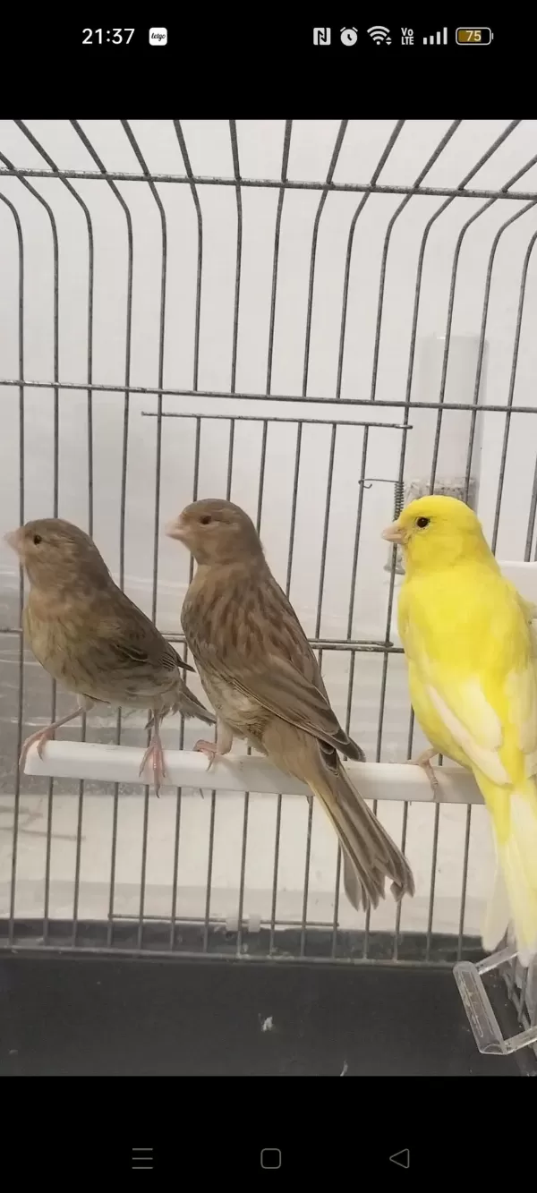 Kahverengi Kula Yavru Kuşlar