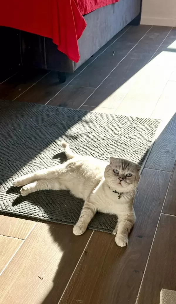 1 Yaşindaki Scottish Fold Oğlumu Sahiplendirmek İstiyorum