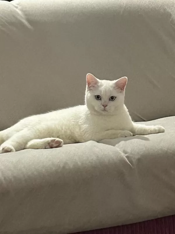 8 Aylık Erkek British Shorthair