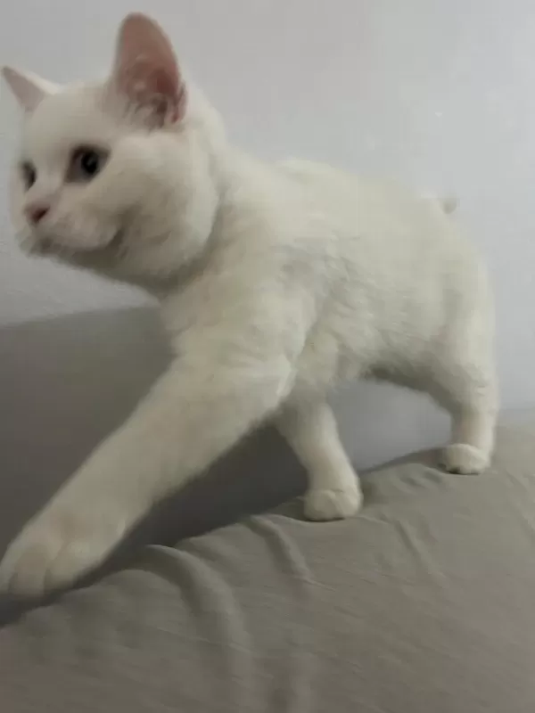 8 Aylık Erkek British Shorthair