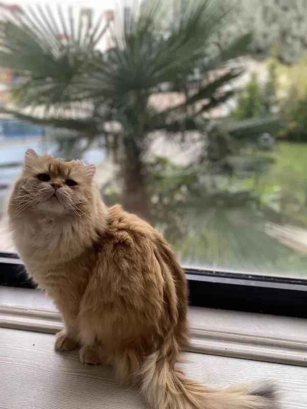 1,5 Yaşında Full Şecereli British Longhair